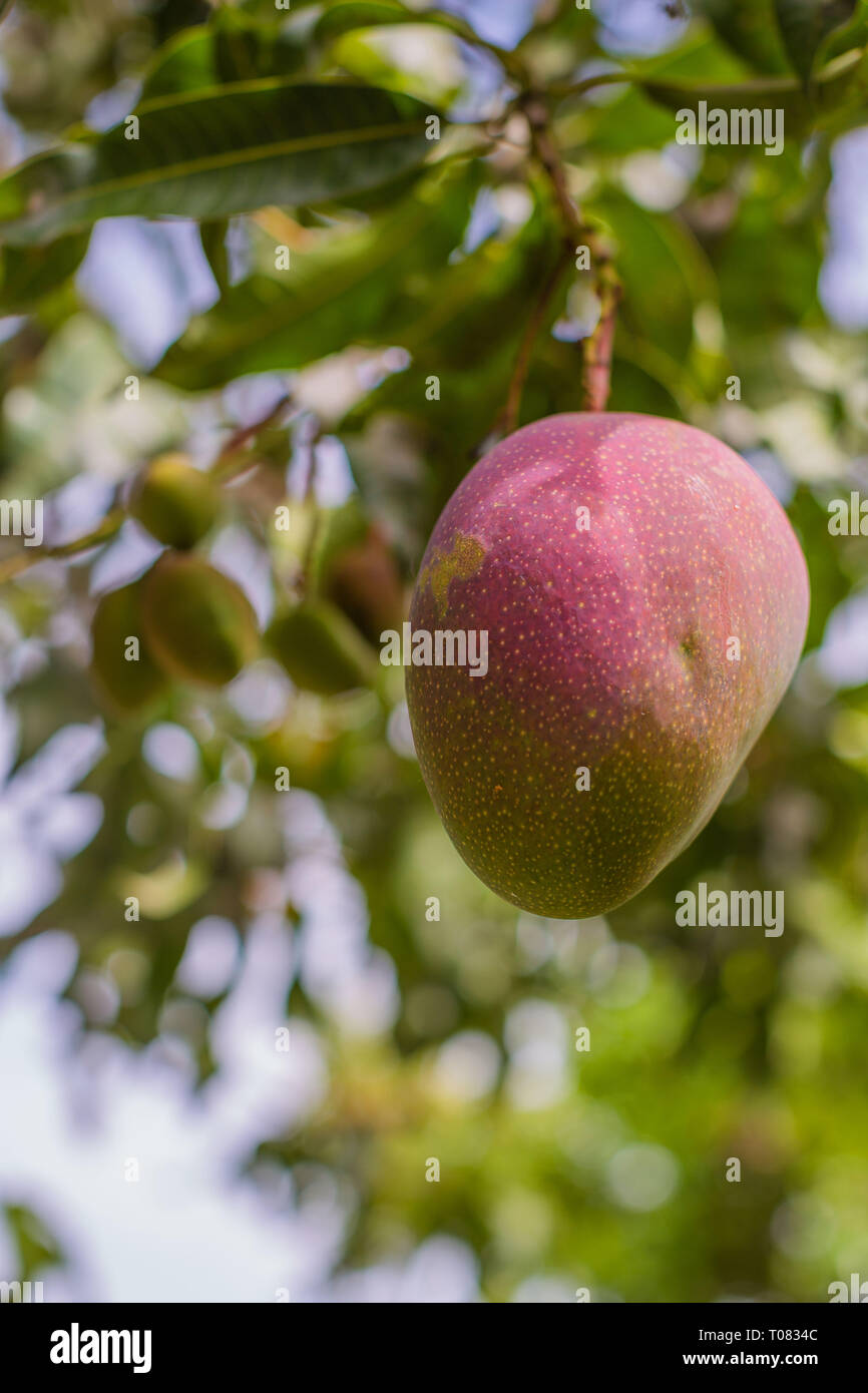 Mature big mango su un albero di un sano dolce e succosa asiatica di frutta tropicali Foto Stock