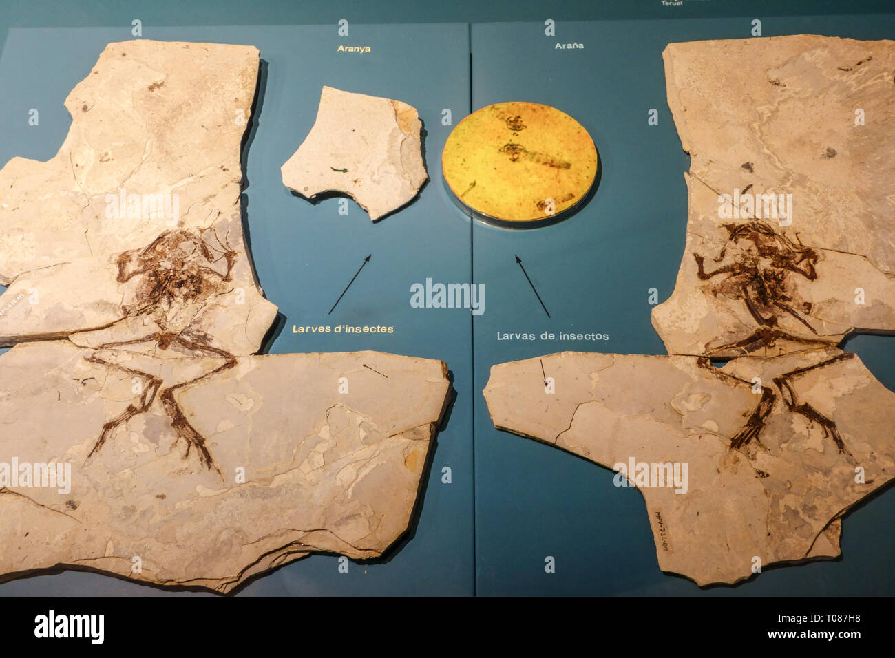 Valencia Spagna Museo Museo di Scienze naturali, Museu de Ciències Naturals de Valencia Spagna Foto Stock