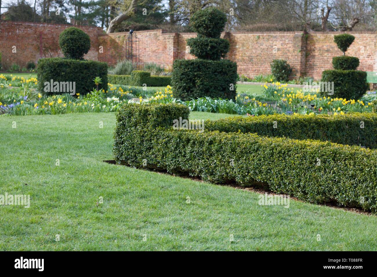 Incantevole giardino formale con, topiaria da siepe di bosso e fiori di primavera Foto Stock