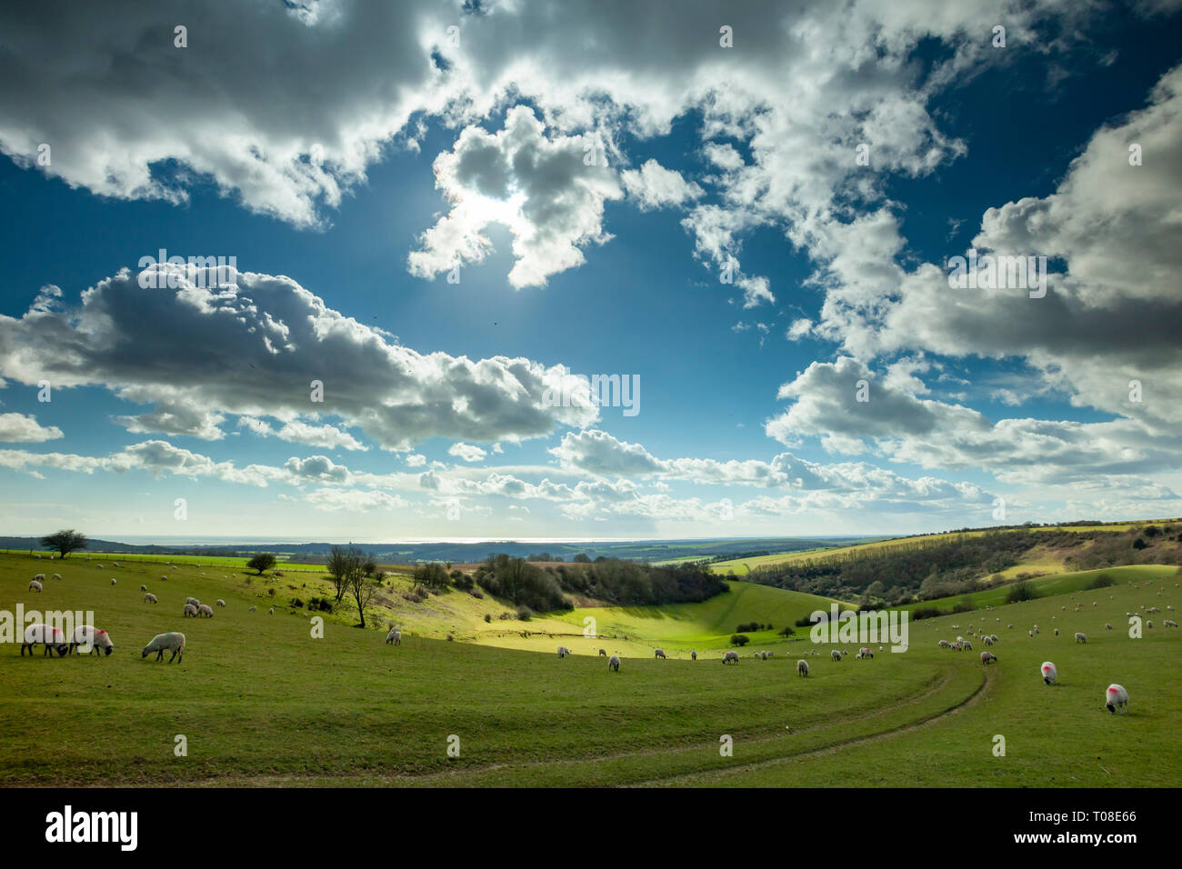 Inizio della primavera sulla South Downs nel West Sussex, in Inghilterra. Foto Stock