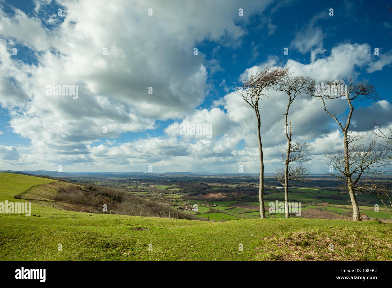 Inizio della primavera a Chanctonbury Ring nel West Sussex, in Inghilterra. South Downs National Park. Foto Stock