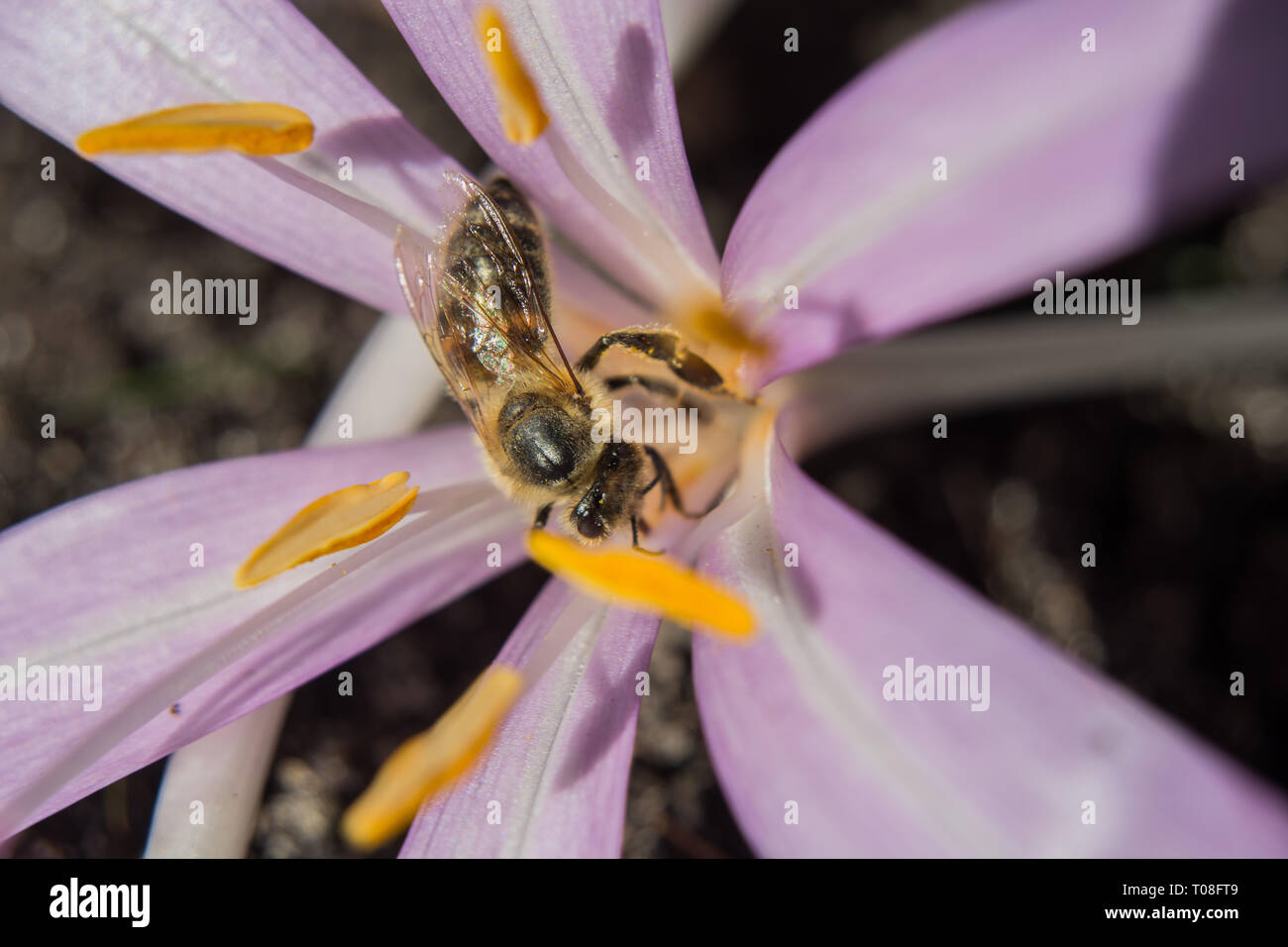 Bee e fioritura viola fiore Crocus in una giornata di sole - primo piano Foto Stock