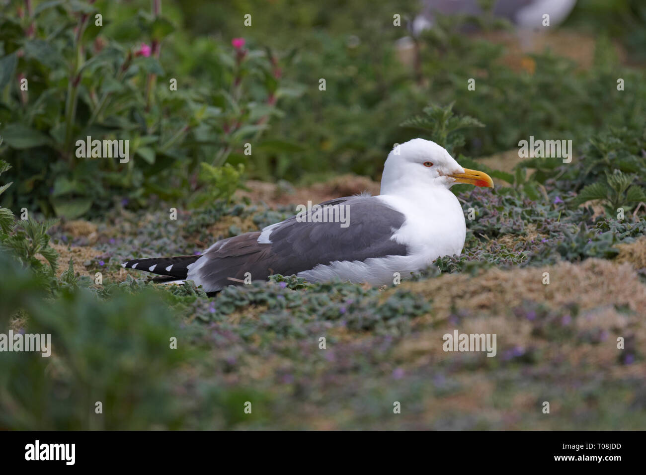 Un lesser black backed gull,Larus fuscus.in appoggio sull'isola di Skomer. Foto Stock