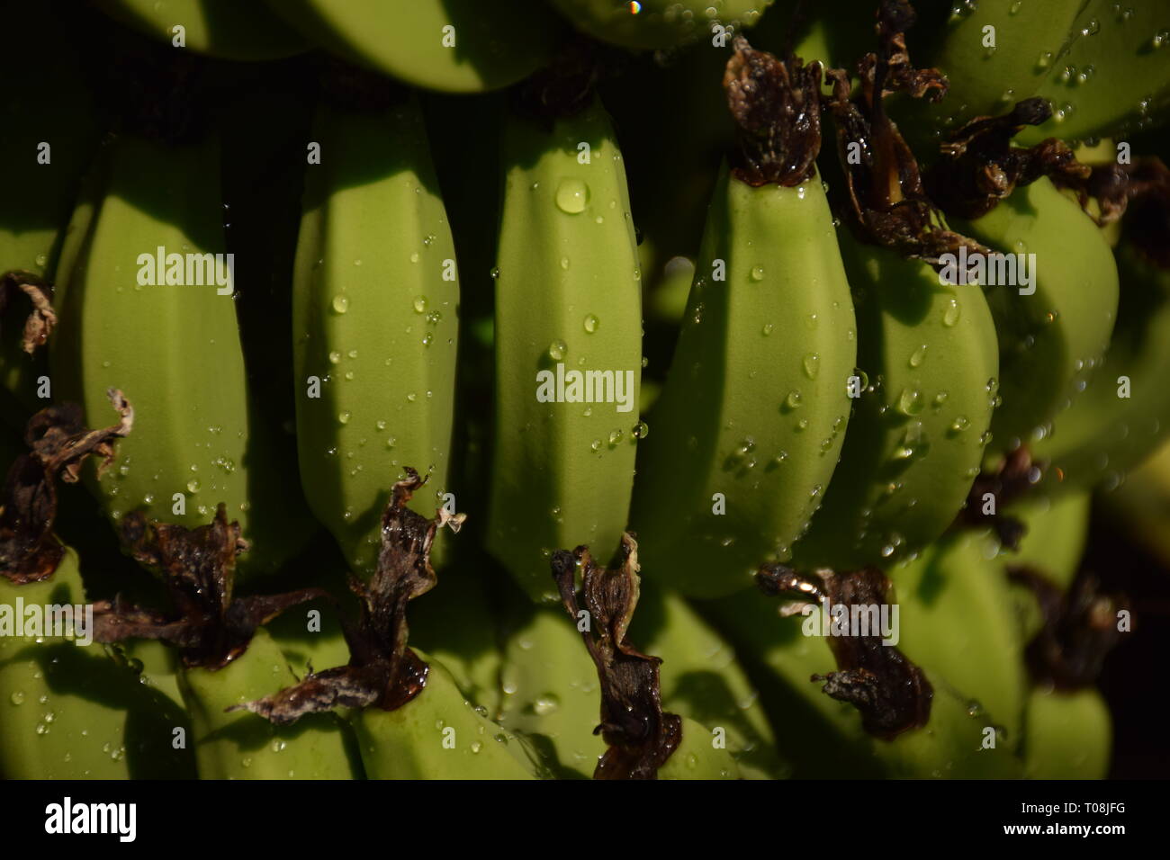 Vazhakola(le banane in una struttura ad albero di banane) Foto Stock