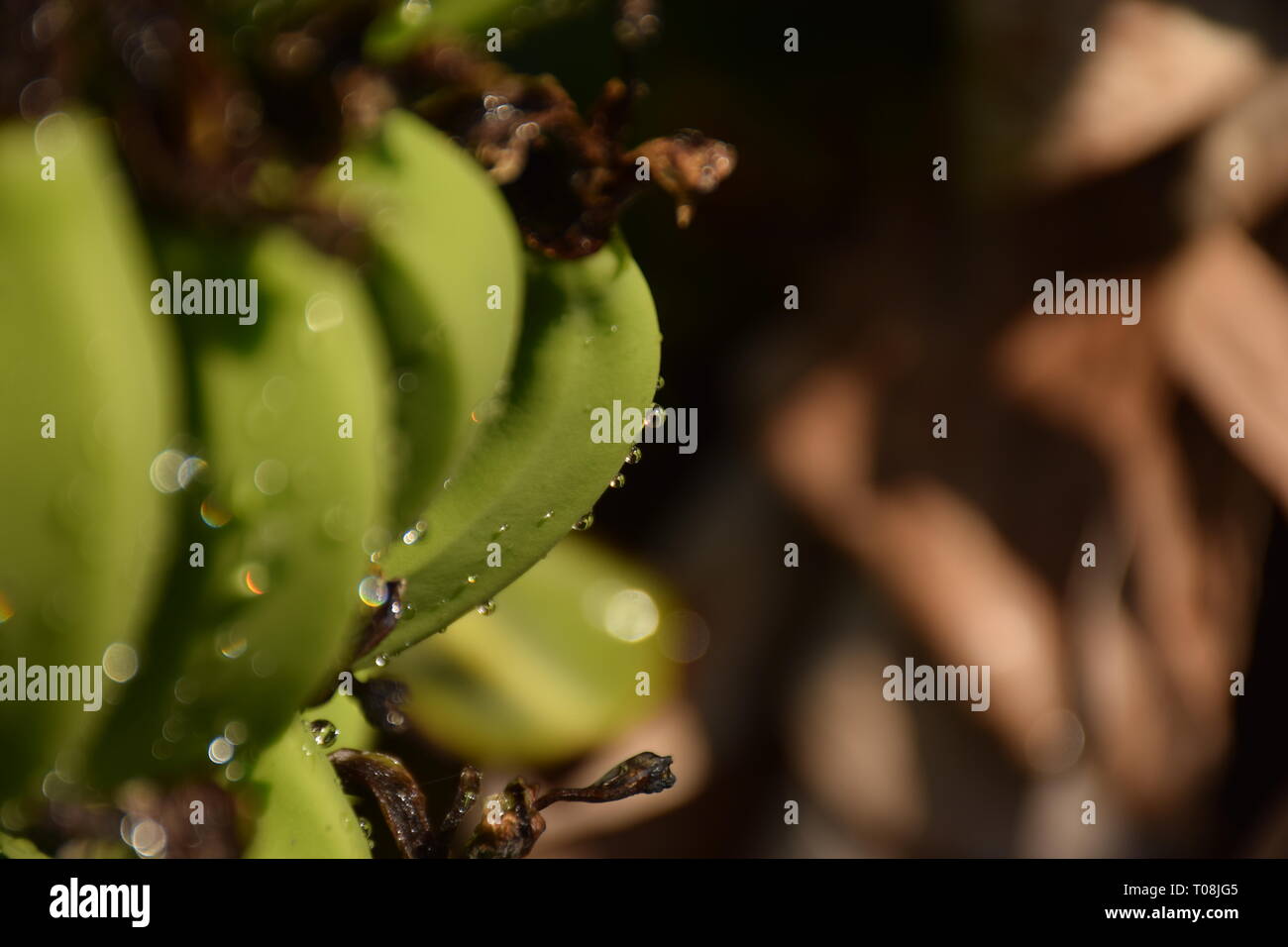 Vazhakola(le banane in una struttura ad albero di banane) Foto Stock