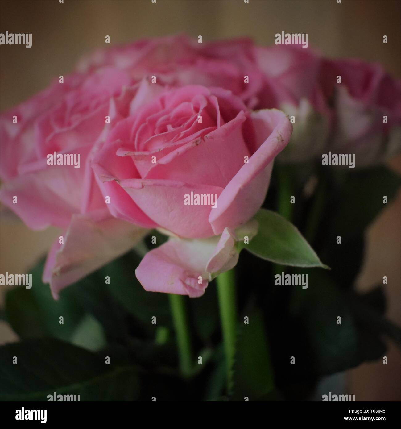 Un Mazzo Di Rose Rosa In Fiore Foto Stock Alamy