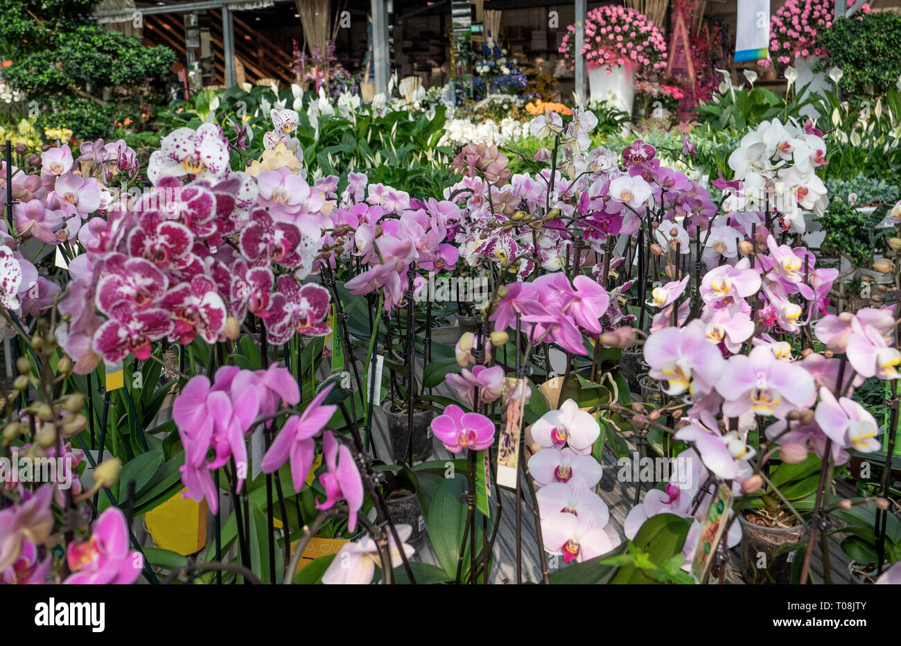 La vendita di bellissime piante ornamentali in vivaio Foto Stock