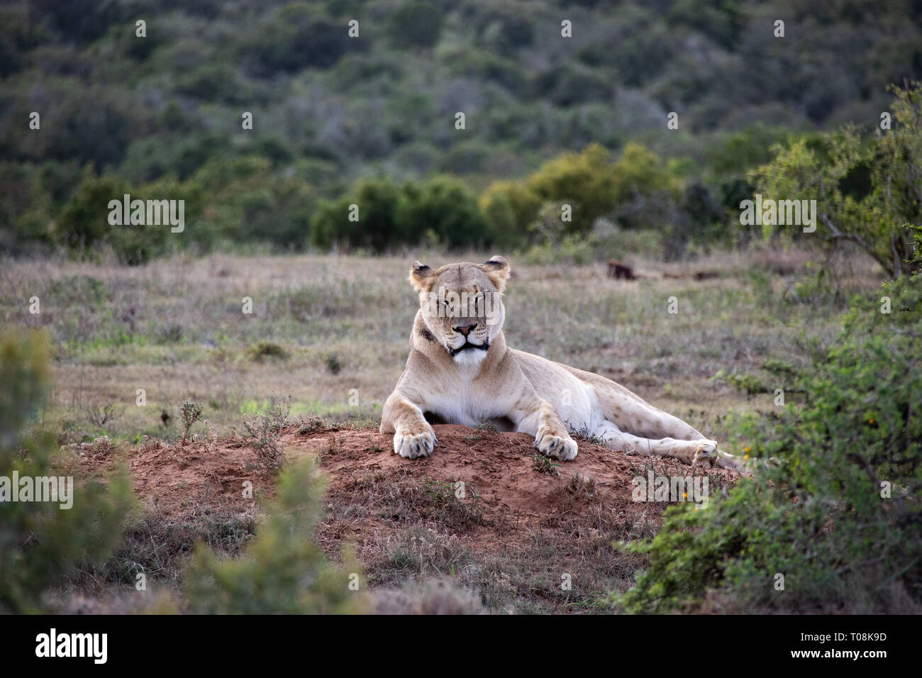 African Lion femmina Foto Stock