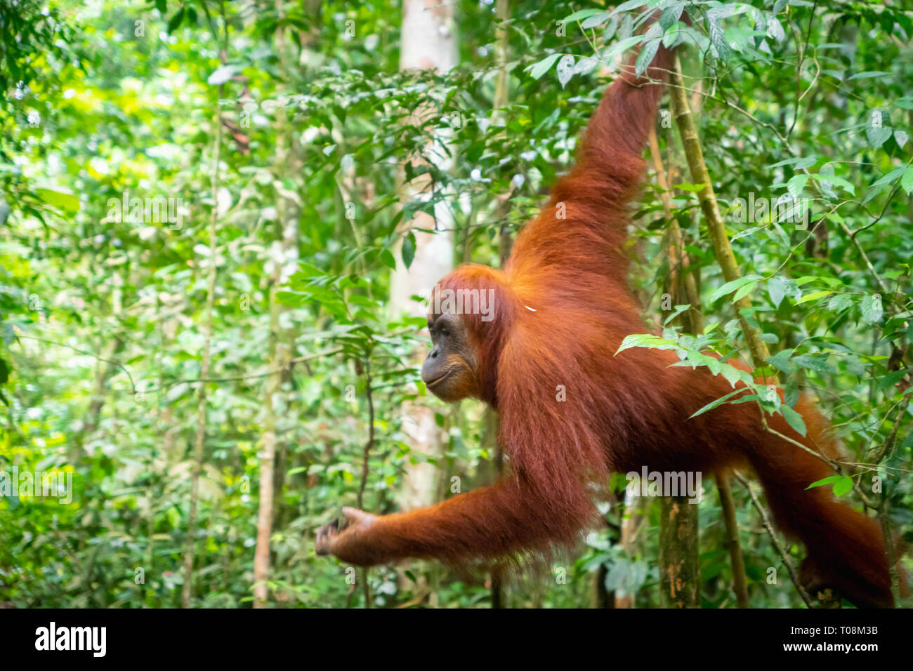 Orangutan giungla in verticale. Semi-wild orangutan femmina nella giungla foresta di pioggia del Bukit Lawang, nel nord di Sumatra, Indonesia. Foto Stock