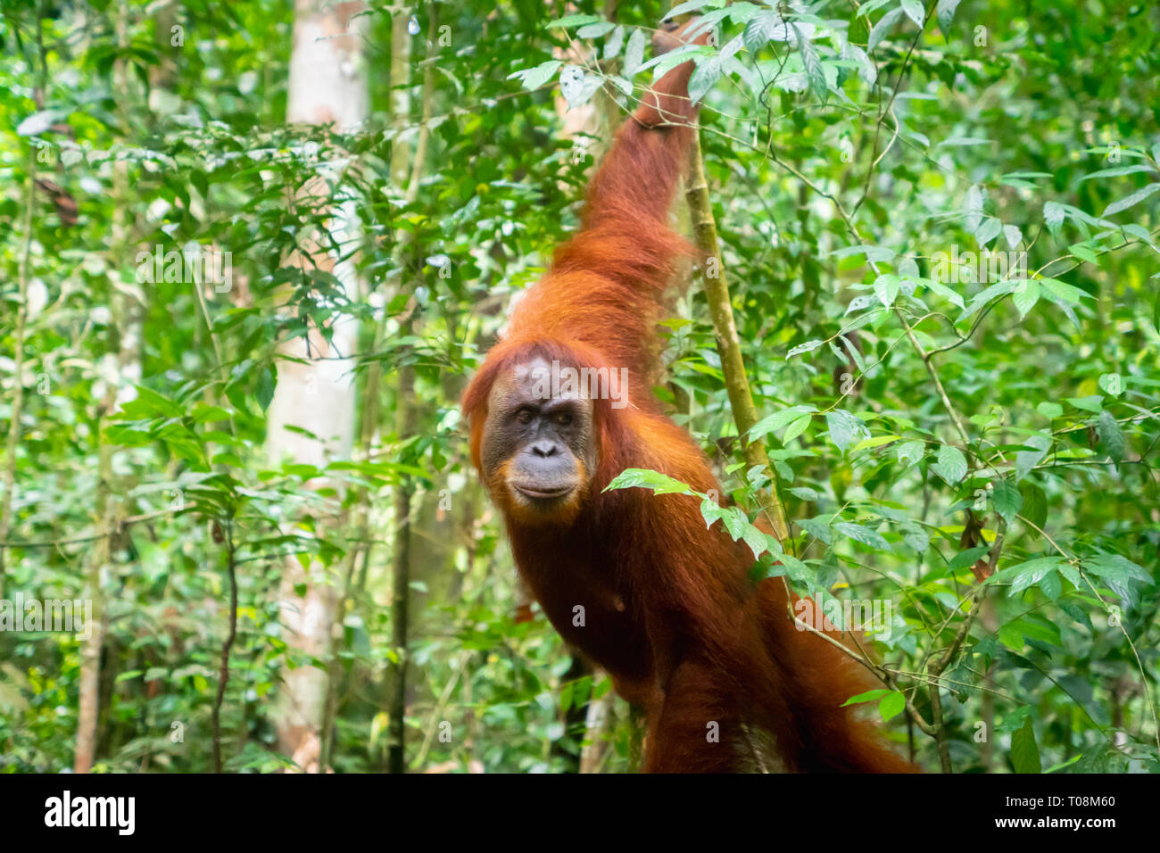 Orangutan giungla in verticale. Semi-wild orangutan femmina nella giungla foresta di pioggia del Bukit Lawang, nel nord di Sumatra, Indonesia. Foto Stock
