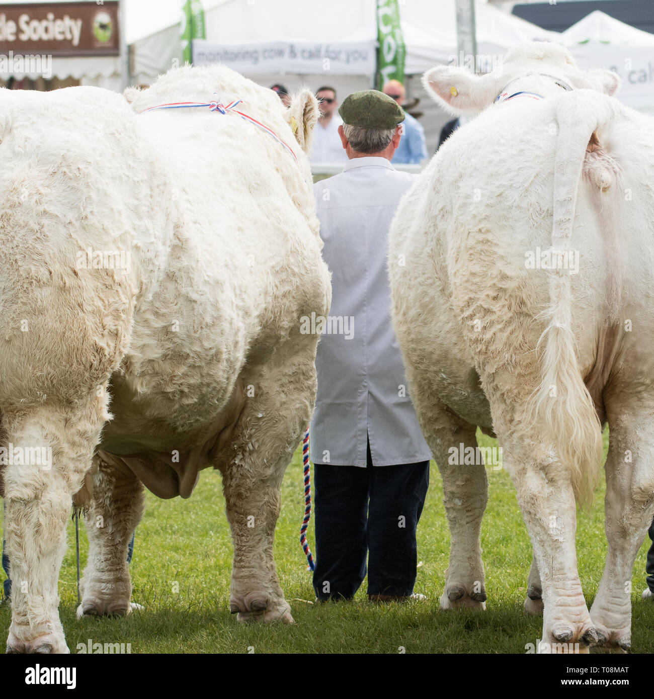Agricoltore in piedi fra due Charolais bestiame al Royal Highland Show 2018, Edimburgo, Scozia, Regno Unito Foto Stock