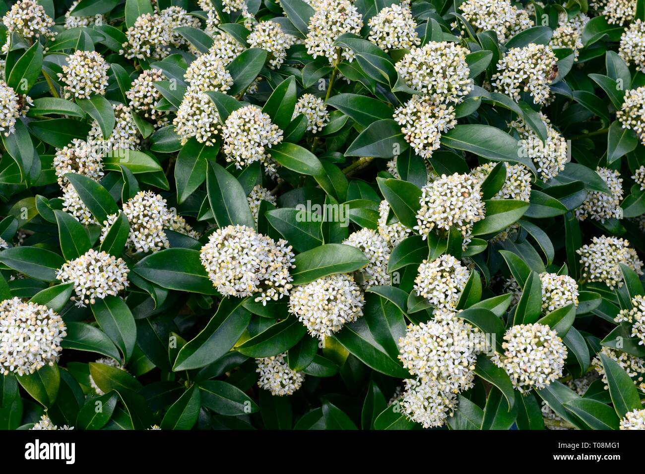 Skimmia x confusa Kew verde fiore punte Foto Stock