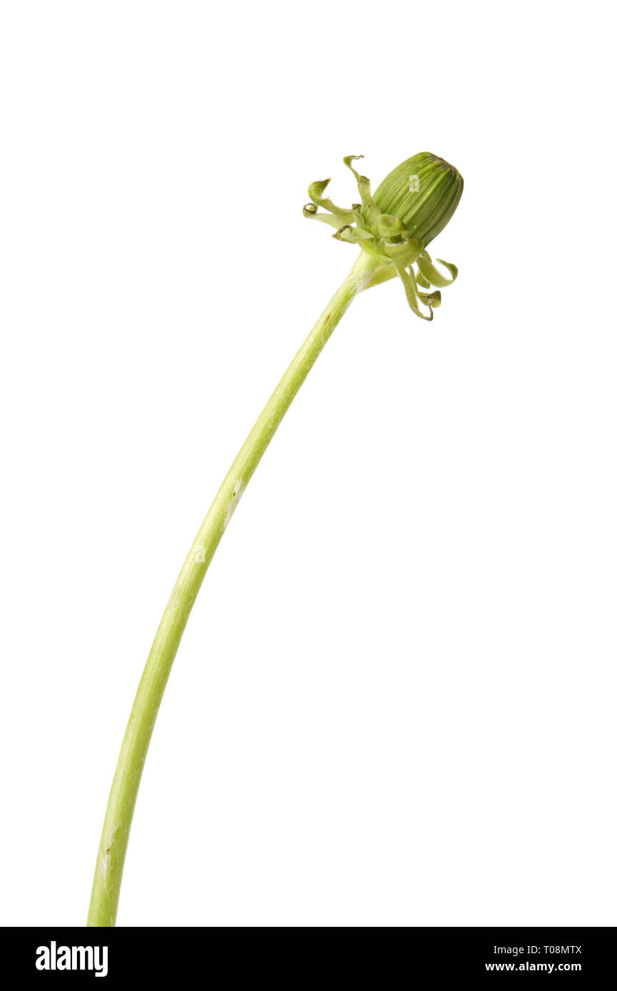 Tarassaco (Taraxacum officinale) fiori isolati su sfondo bianco. Foto Stock