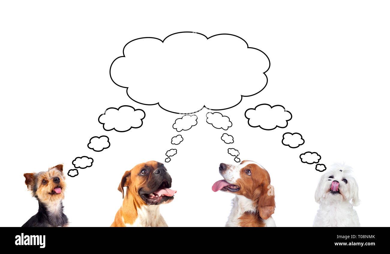 Malinconici cani differenti guardando in alto isolato su sfondo bianco Foto Stock