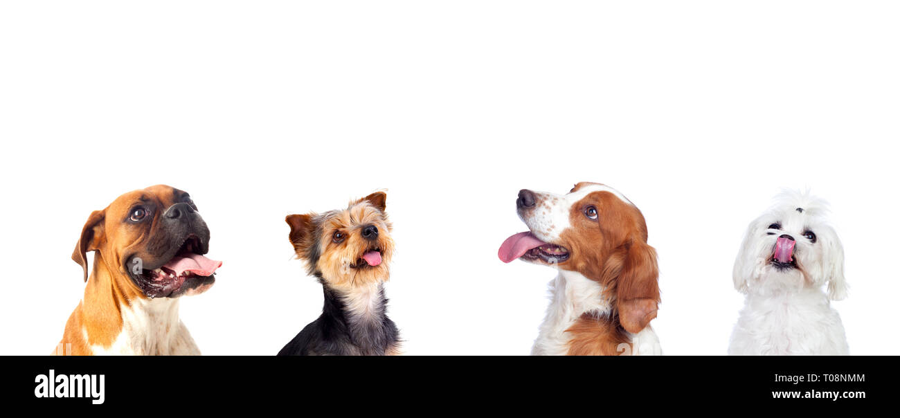 Malinconici cani differenti guardando in alto isolato su sfondo bianco Foto Stock