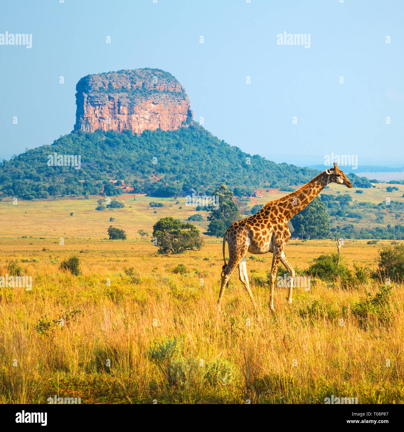 Giraffe (Giraffa Camelopardalis) nella savana africana e un butte rock formazione all'interno del Safari Entabeni Riserva, Provincia di Limpopo, Sud Africa. Foto Stock
