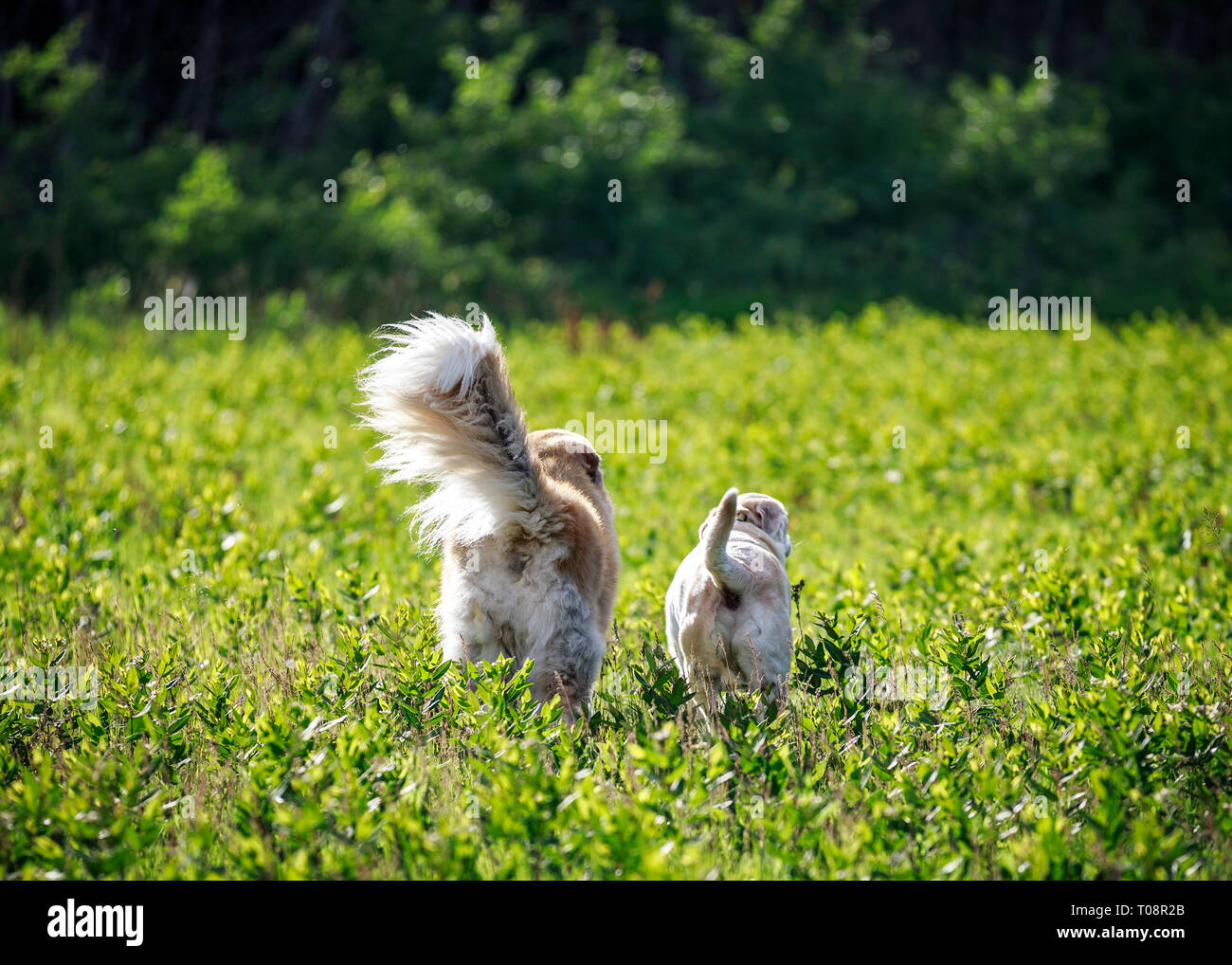 Vista posteriore di due cani di esplorare in un campo aperto, Manitoba, Canada. Foto Stock