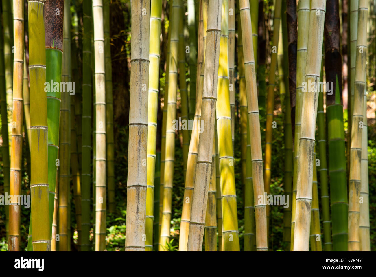 Piante di bambù sfondo in una foresta Foto Stock