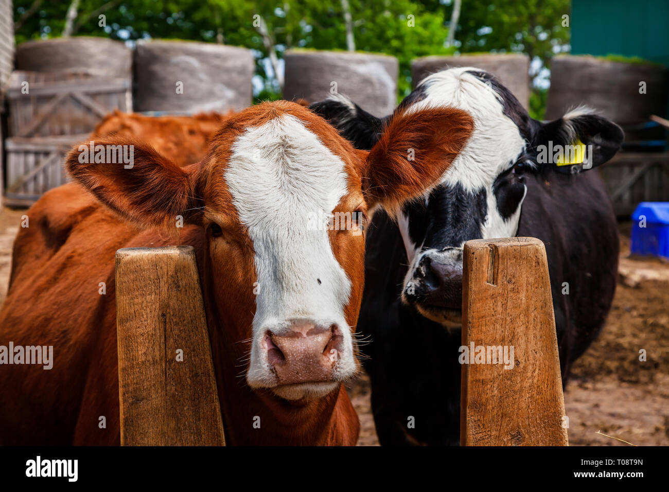 Incroci vitelli da macello in un feedlot . Il più vicino di un incrocio tra un hereford e a Limousin e il retro di un vitello ' un incrocio tra un hereford e un angus. Foto Stock