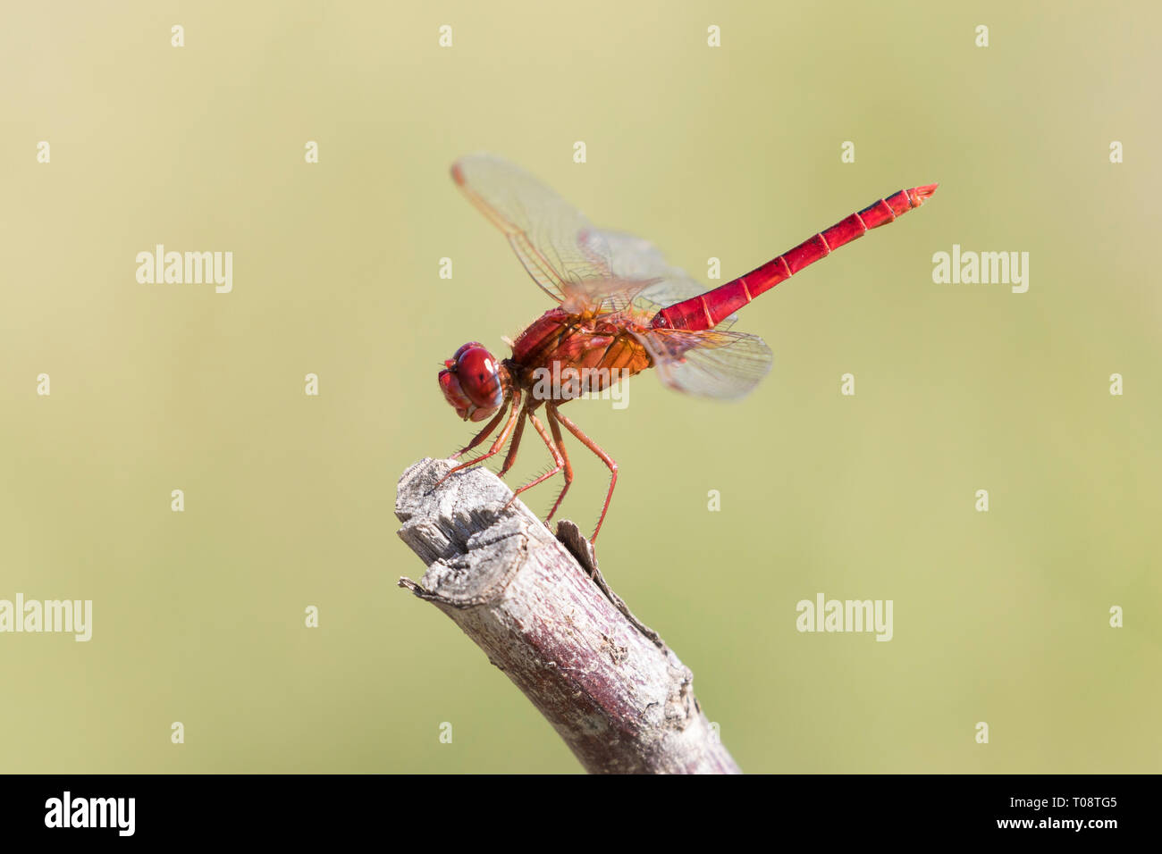 Ampio maschio Scarlet dragonfly (Crocothemis erythraea) arroccato su ramoscello, Western Cape, Sud Africa, fine dell'estate, Vista laterale Vista dettagliata Foto Stock