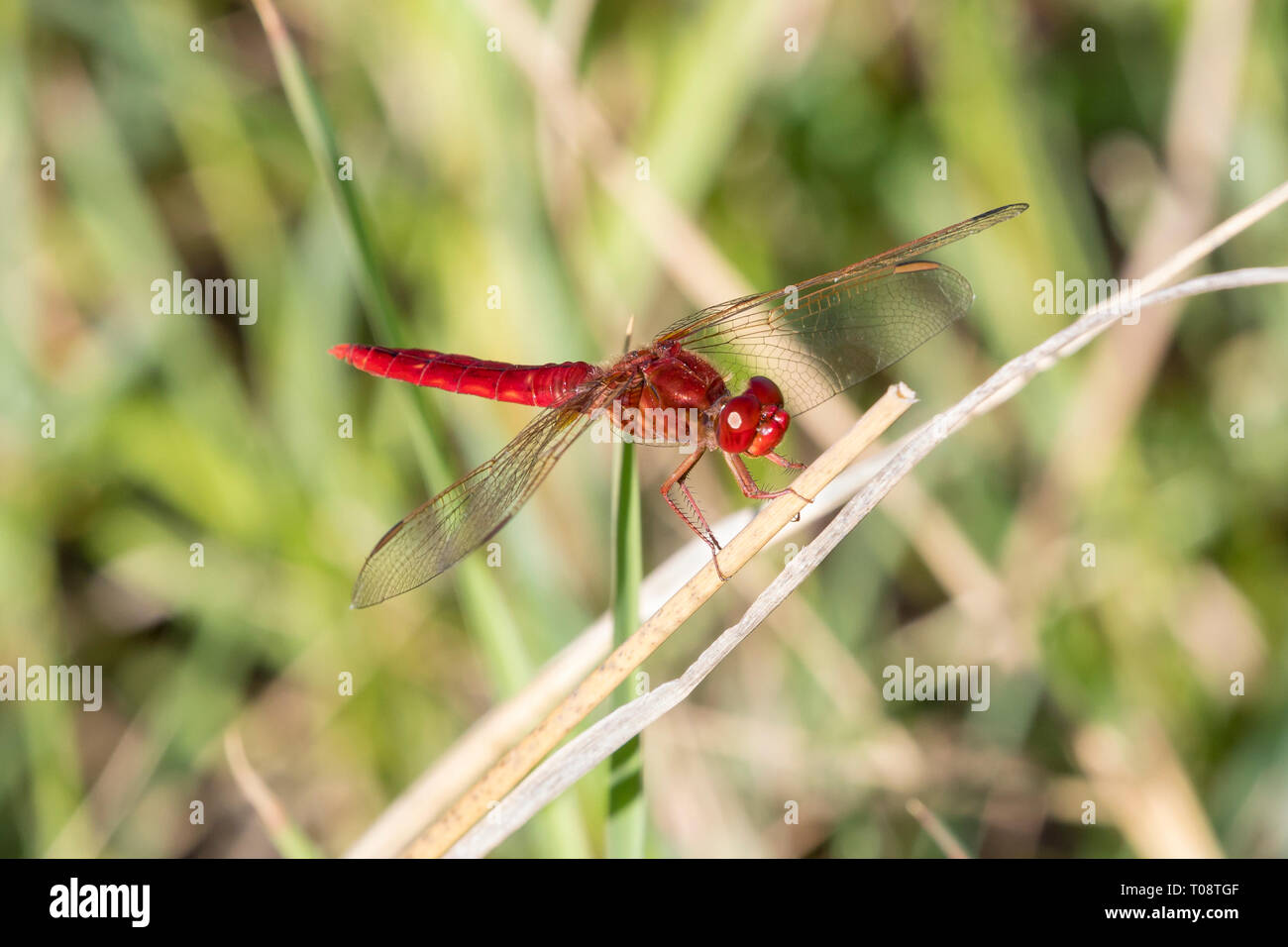 Ampio maschio Scarlet dragonfly (Crocothemis erythraea) arroccato su ramoscello, Western Cape, Sud Africa, fine dell'estate, Libellula rossa Foto Stock