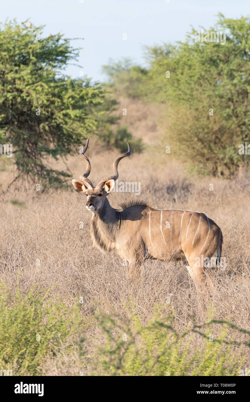 Kudu bull, Tragelaphus strepsiceros, all'alba Kgalagadi Parco transfrontaliero, Northern Cape, Sud Africa. Vista laterale nella savana secca prati con acac Foto Stock