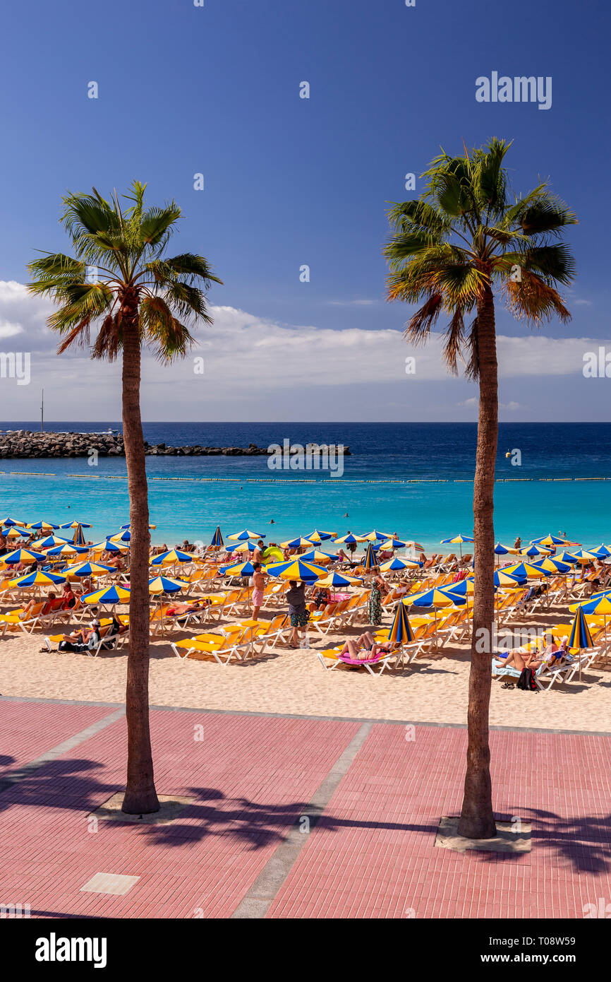 Holiday Beach con palme di Amadores, Gran Canaria Isole Canarie Foto Stock