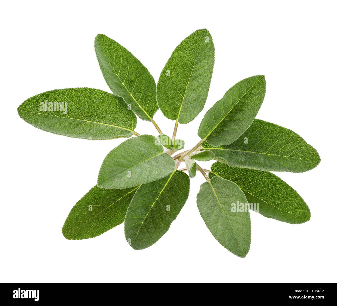 Salvia fresca di ciuffo isolato su sfondo bianco Foto Stock
