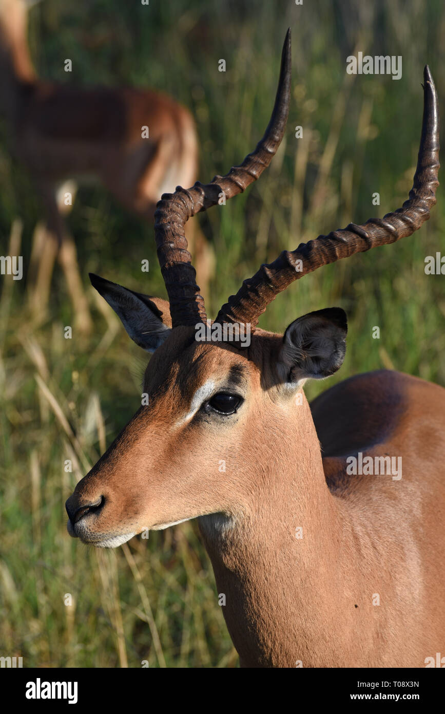 Impala (Aepyceros melampus). Solo il maschio ha la impressionante le corna ricurve, visto qui, che vengono utilizzati in visualizza e lotte con i rivali. Impala AB Foto Stock