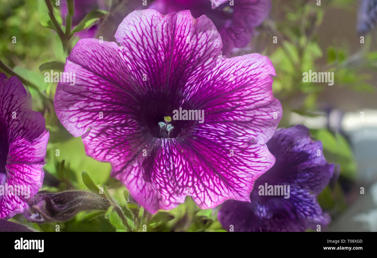Close up di un singolo di rosa fiori di petunia Foto Stock