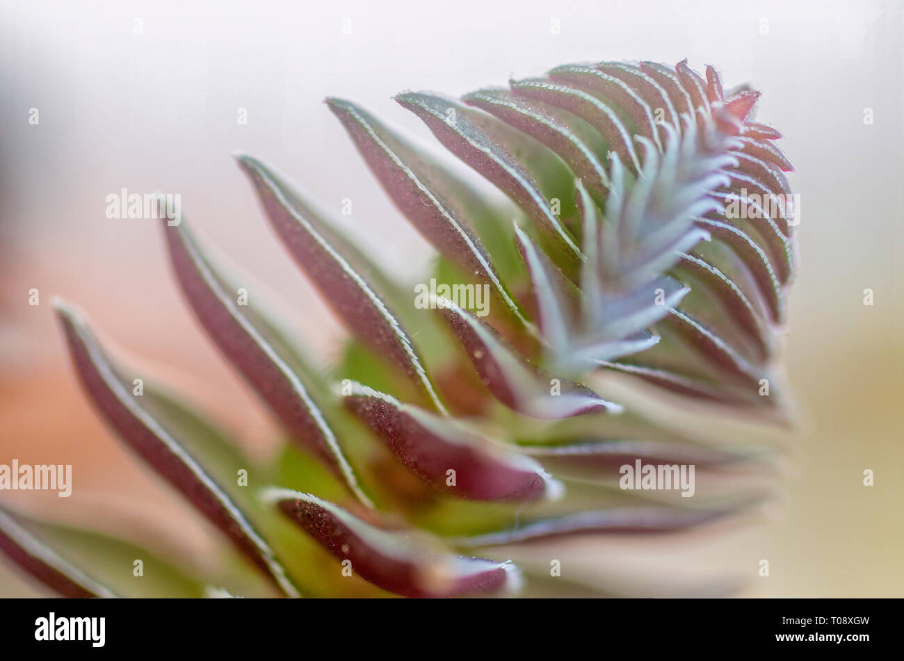 Forma compatta di Crassula capitella (Buddha tempio) è una pianta perenne piante succulente nativa per l'Africa australe. Vista laterale fotografato in Israele in Ma Foto Stock