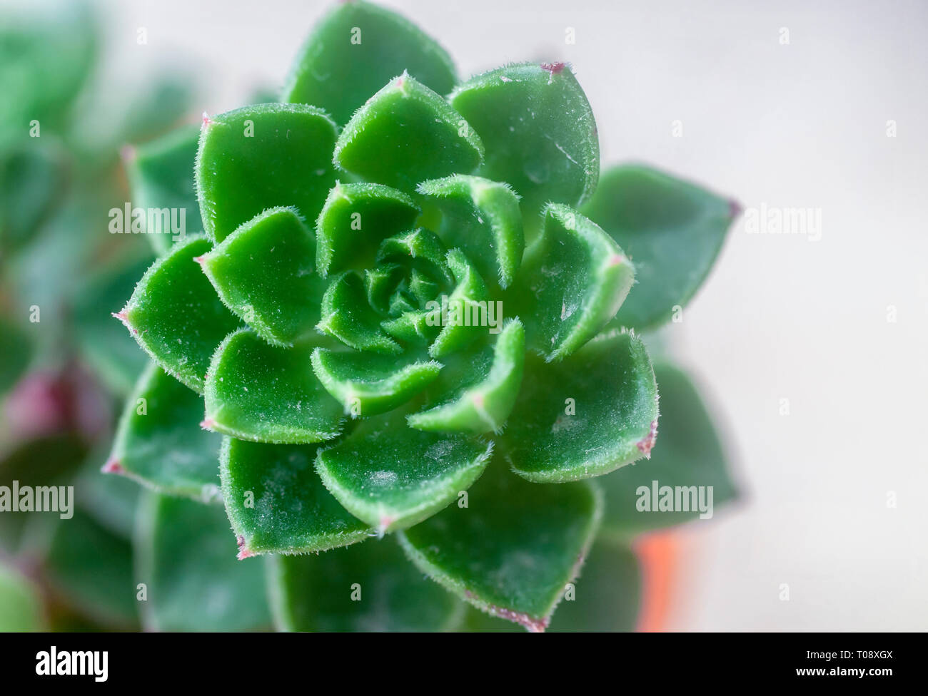 Close up di un Sempervivum noto anche come un semprevivo la spirale caratteristico distanziamento dei fogli può essere visto Foto Stock