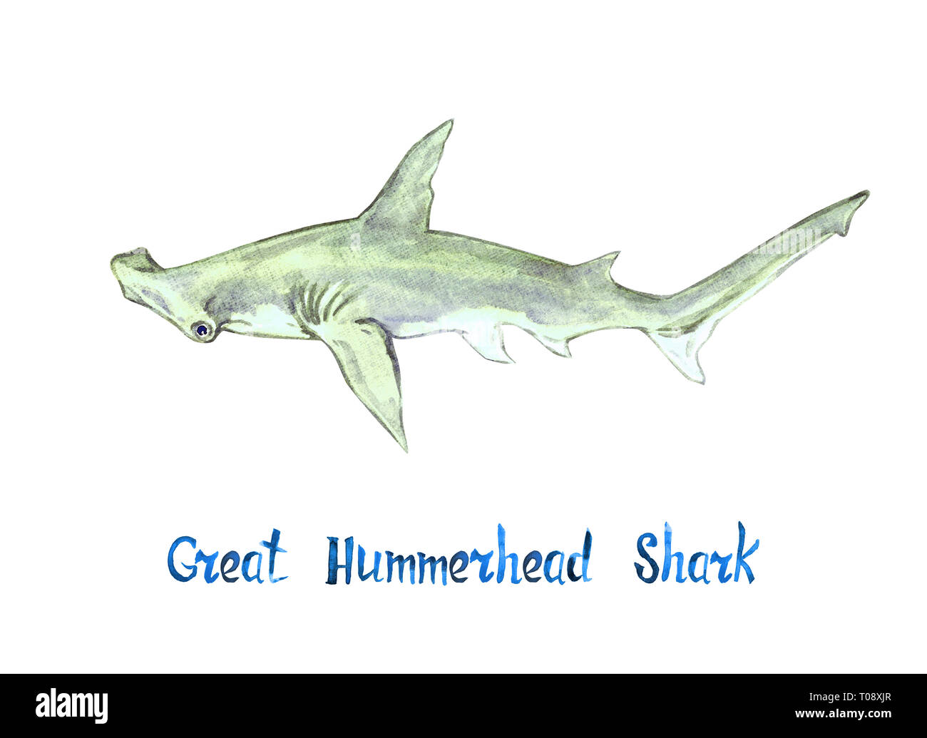 Grande squalo Hummerhead, isolato su sfondo bianco dipinto a mano illustrazione ad acquerello con iscrizione manoscritta Foto Stock