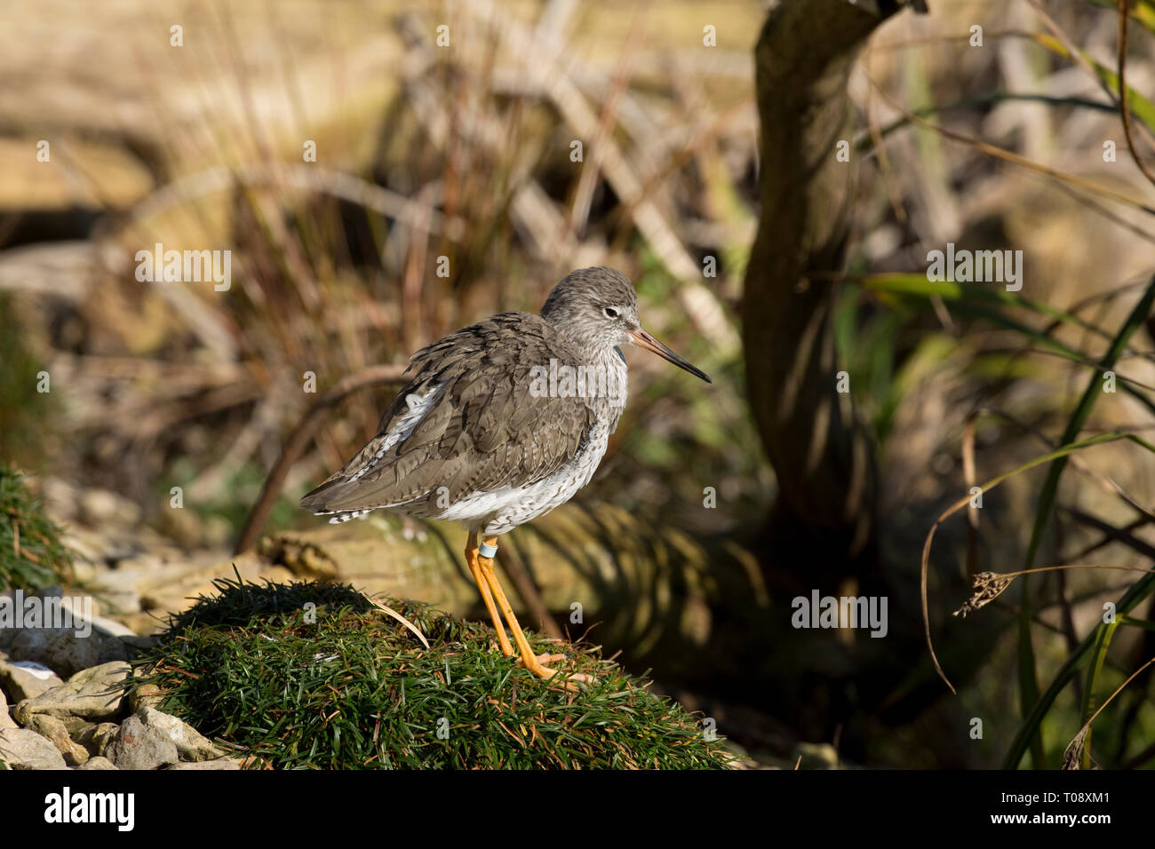 Ritratto di singolo, Redshank Tringa totanis, in piedi sull'erba tump, Wildfowl and Wetland Trust, Slimbridge, REGNO UNITO Foto Stock