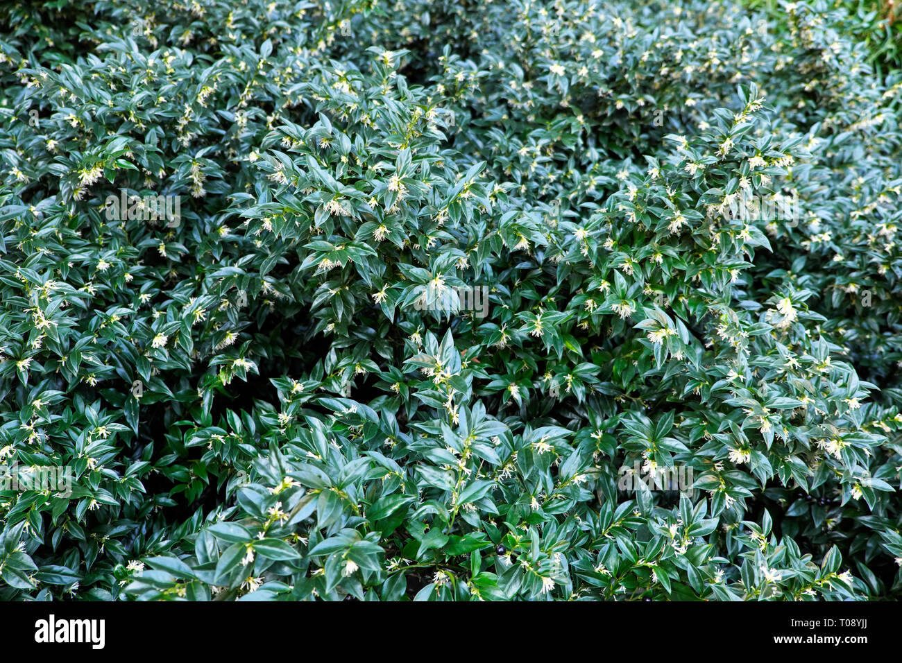 Sarcococca arbusto a fioritura di fragranti fiori bianchi in inverno città di Londra Inghilterra Febbraio 2019 KATHY DEWITT Foto Stock
