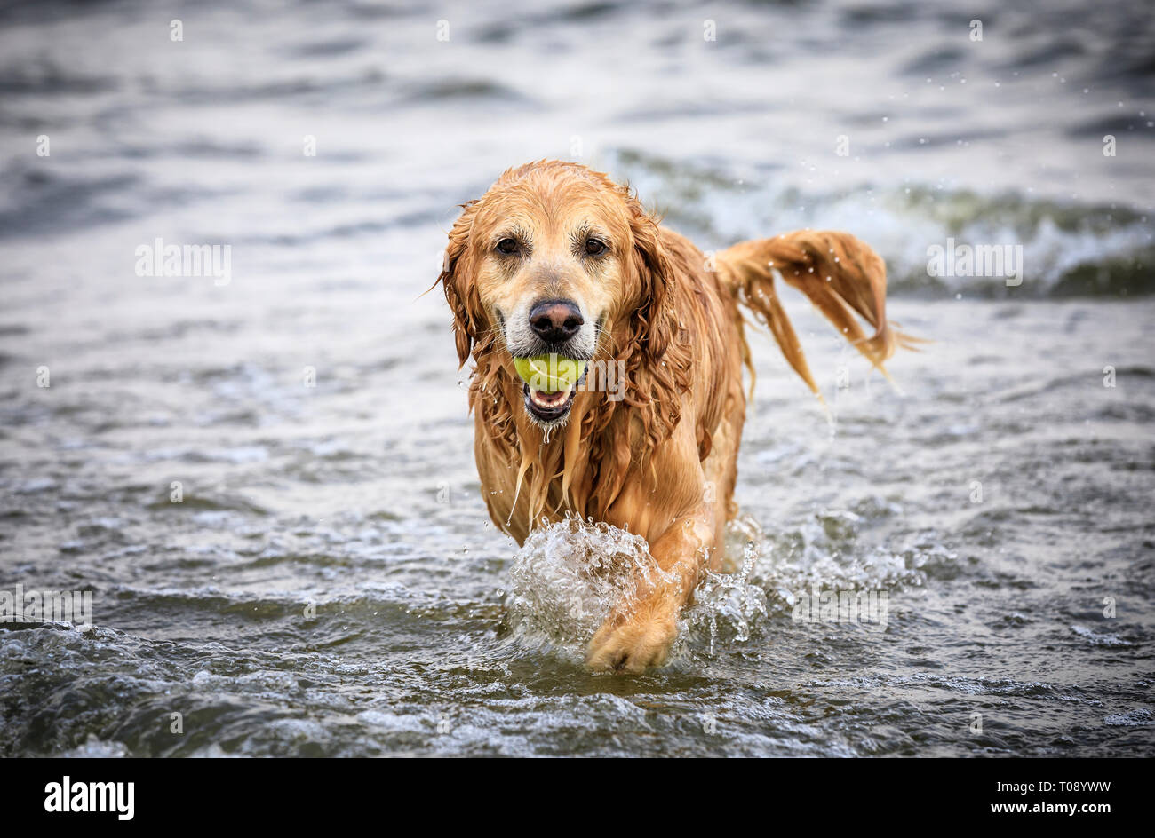 Il Golden Retriever cane fetch di una sfera, il Lago Winnipeg, Manitoba, Canada. Foto Stock