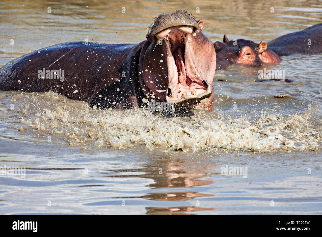 Ippopotamo grande bocca e Splash Foto Stock