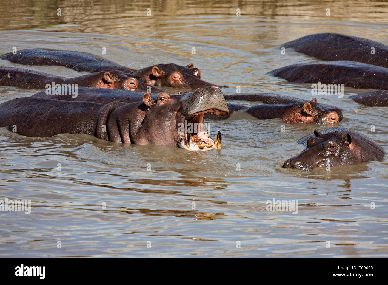 Ippopotamo grande bocca Foto Stock