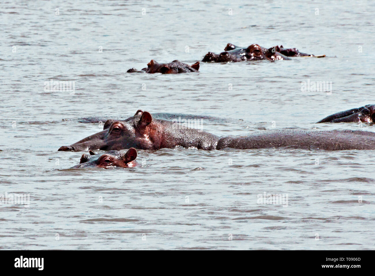 Ippopotami Foto Stock