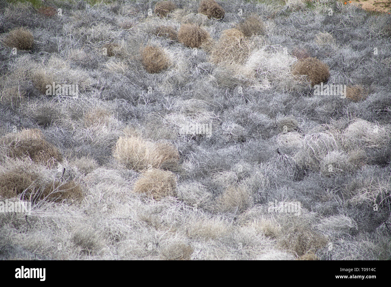 Fiori Selvatici nella California del sud Foto Stock