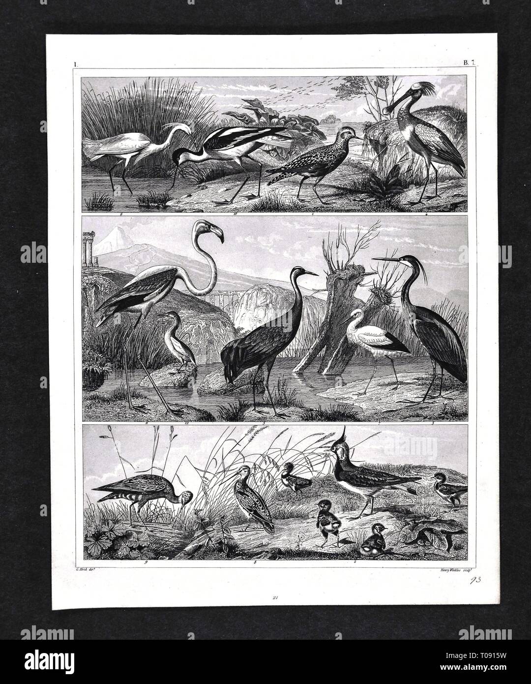 1849 Bilder Zoological Stampa di varie specie di uccelli Foto Stock