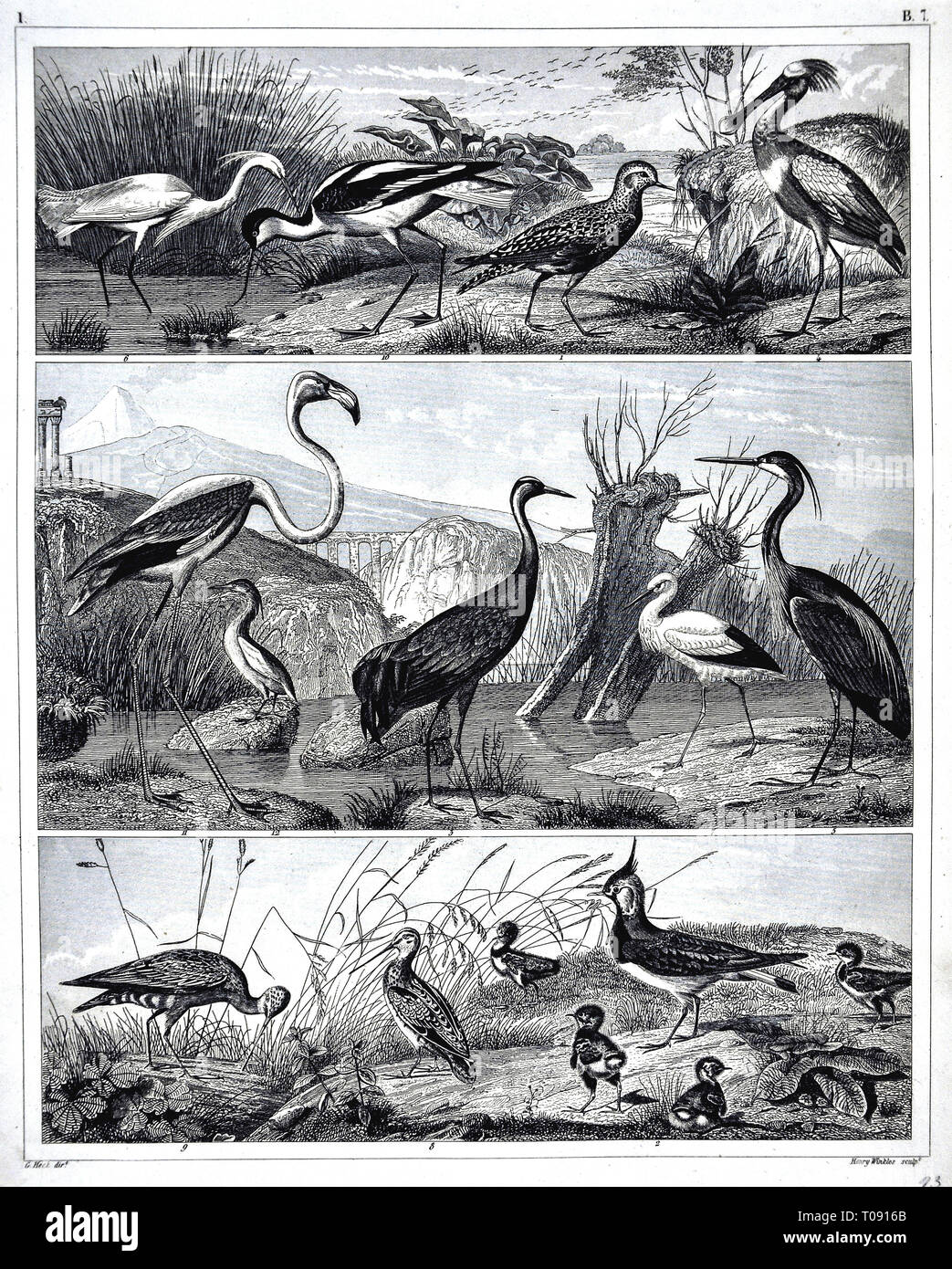 1849 Bilder Zoological Stampa di varie specie di uccelli Foto Stock