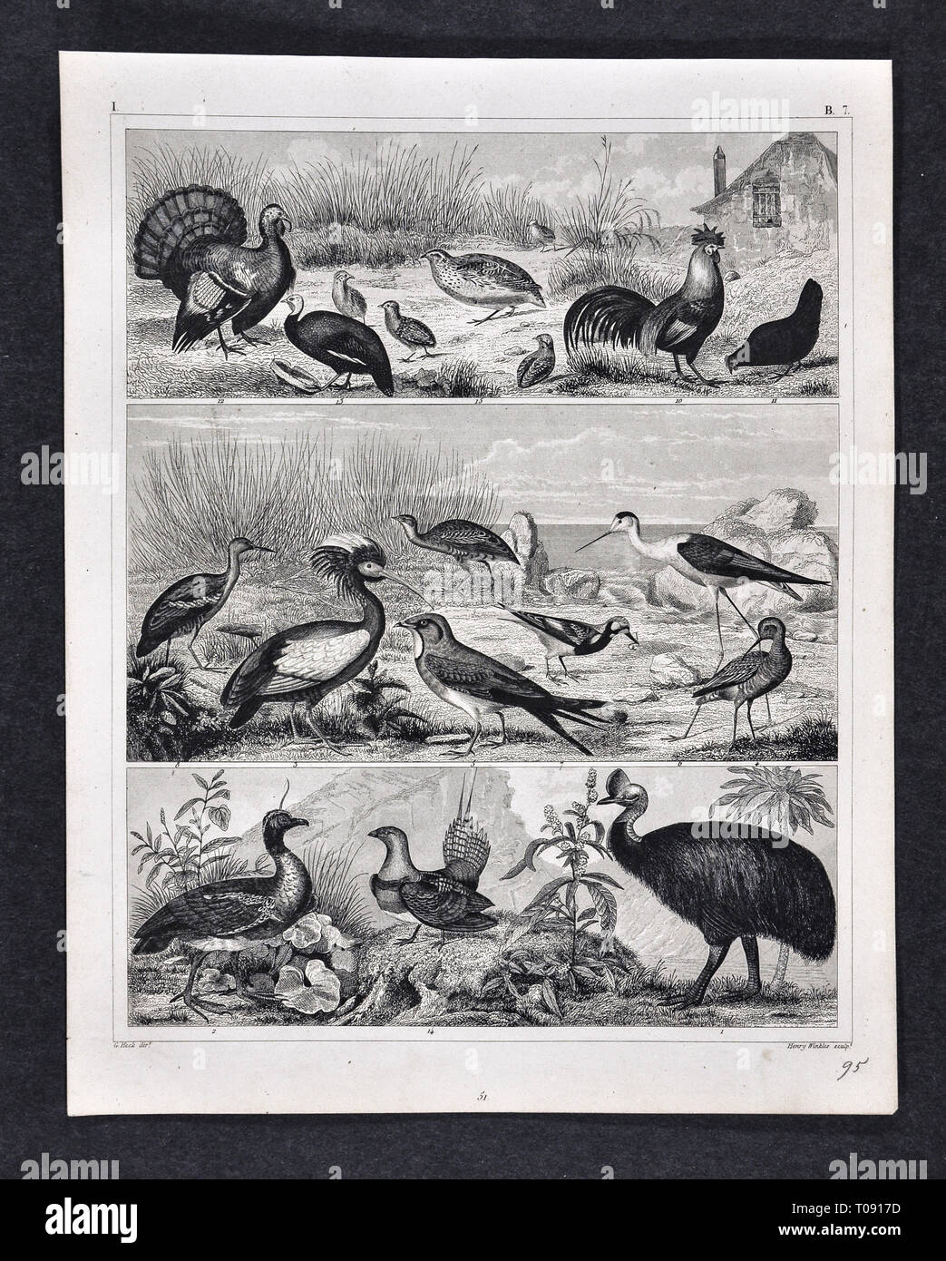 1849 Bilder Zoological Stampa di varie specie di uccelli Foto Stock