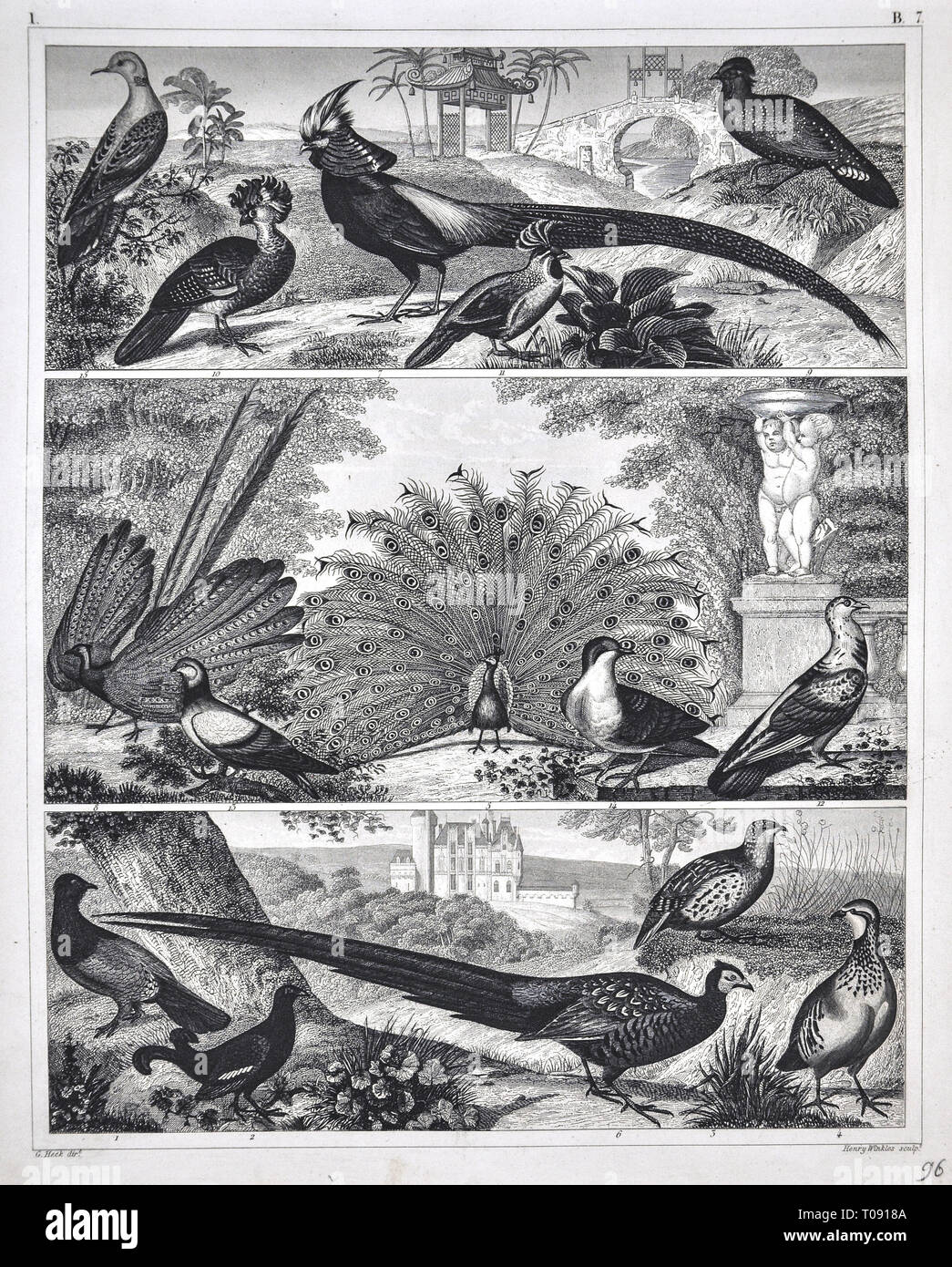 1849 Bilder Zoological Stampa di varie specie di uccelli Foto Stock