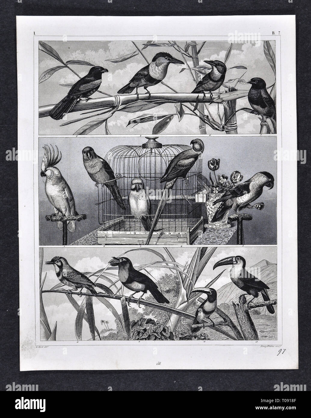 1849 Bilder Zoological Stampa di varie specie di uccelli Foto Stock