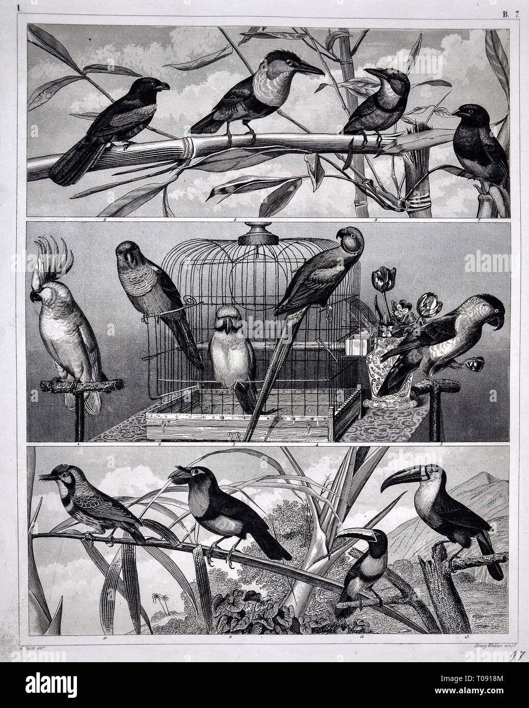 1849 Bilder Zoological Stampa di varie specie di uccelli Foto Stock