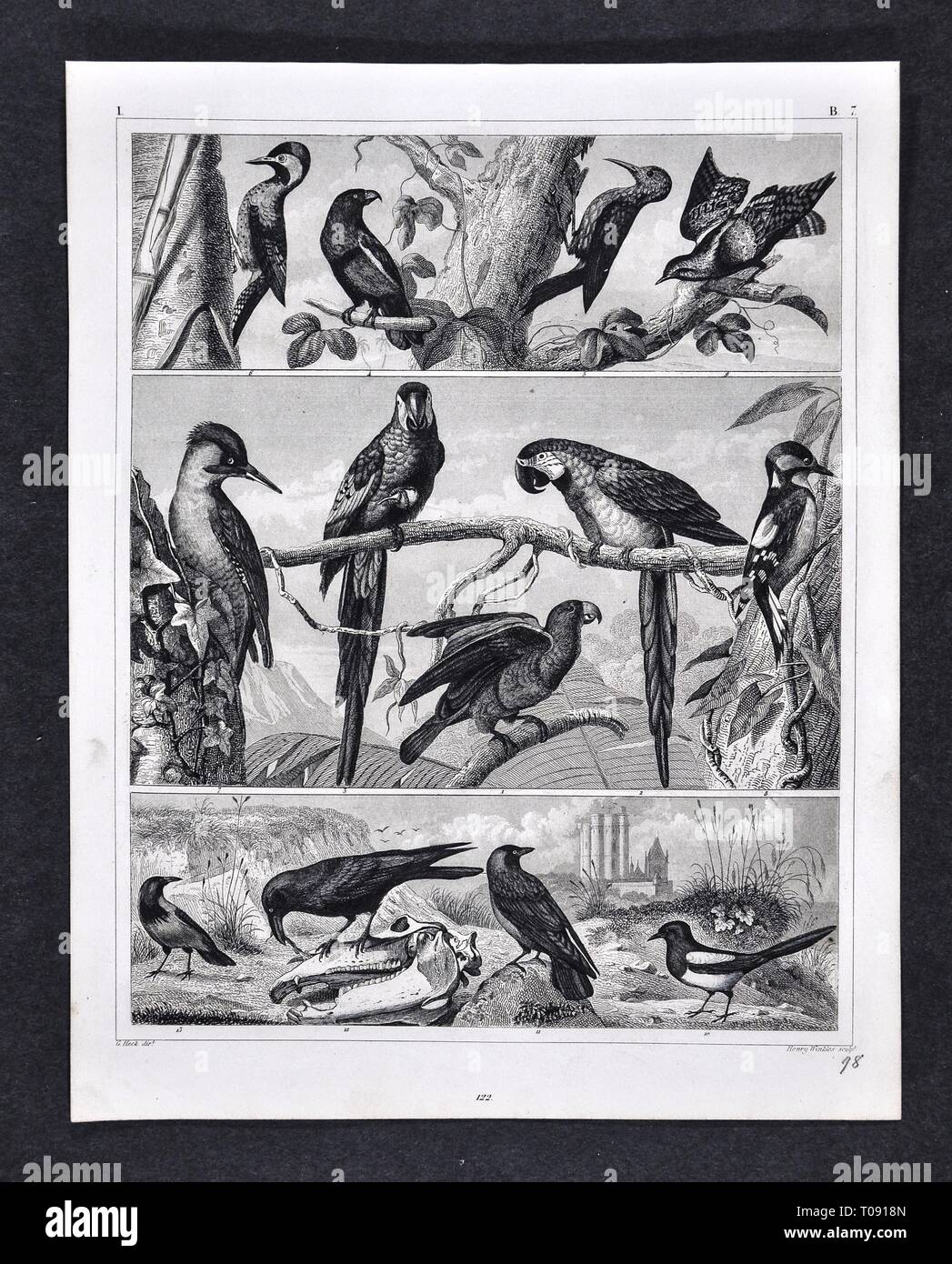 1849 Bilder Zoological Stampa di varie specie di uccelli Foto Stock