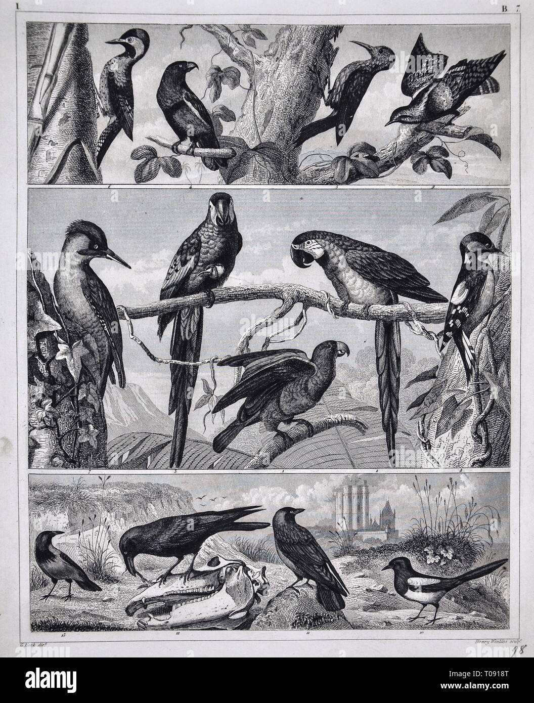 1849 Bilder Zoological Stampa di varie specie di uccelli Foto Stock
