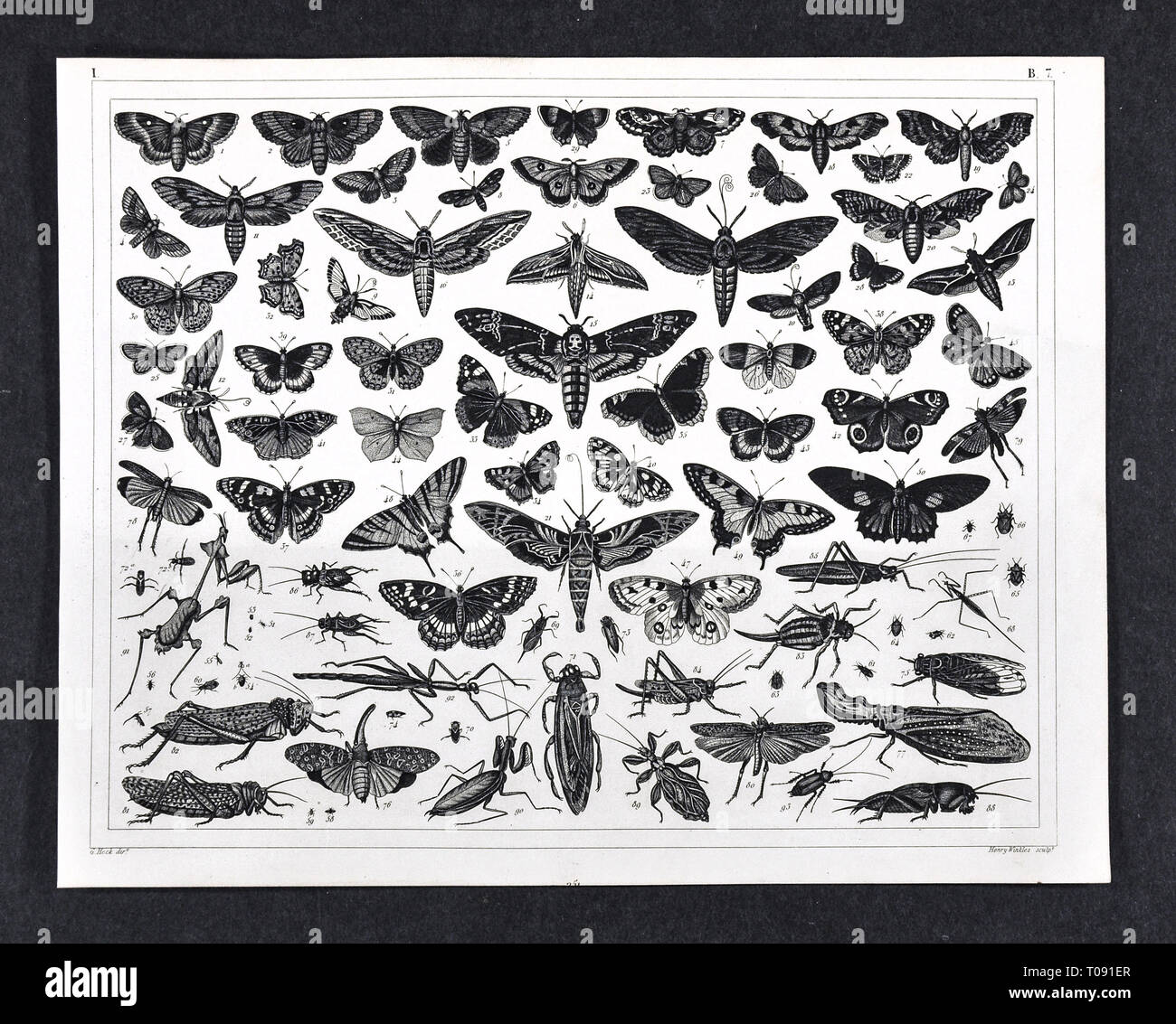 1849 Bilder Stampa zoologico di insetti vari tra cui falene, Butterfly, Grasshopper, mantide religiosa, Grilli, bastoni da passeggio e altri Foto Stock