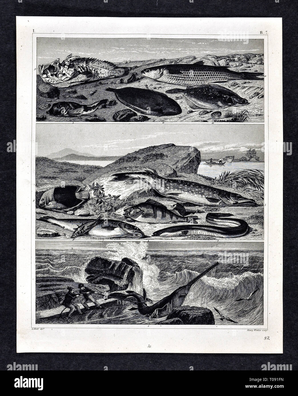 1849 Bilder Zoological Stampa di varie specie di pesci Foto Stock